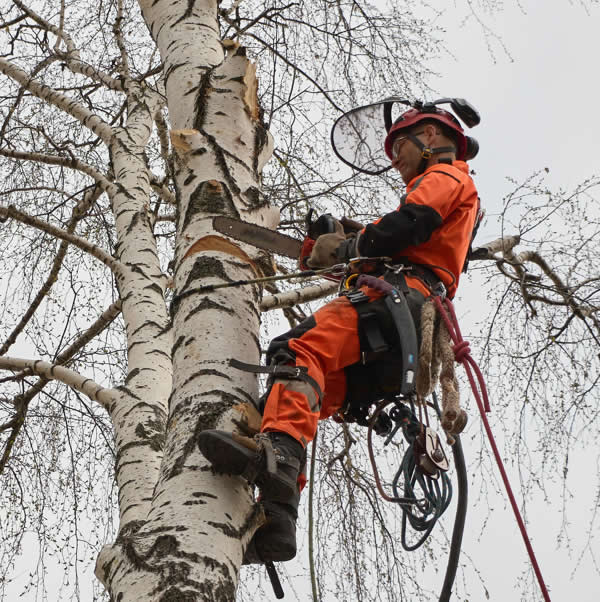 bury tree surgeon cutting down a tree