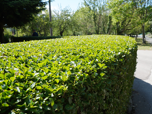 hedge trimming bury