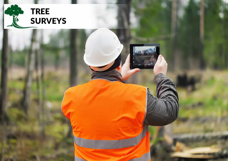 tree surveys in bury